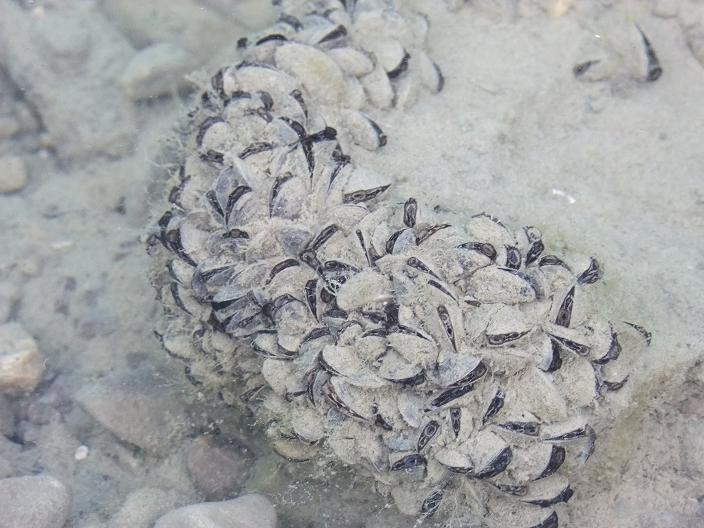 Dreissena